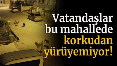 Vatandaşlar bu mahallede korkudan yürüyemiyor!